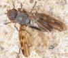 Otites nebulosa